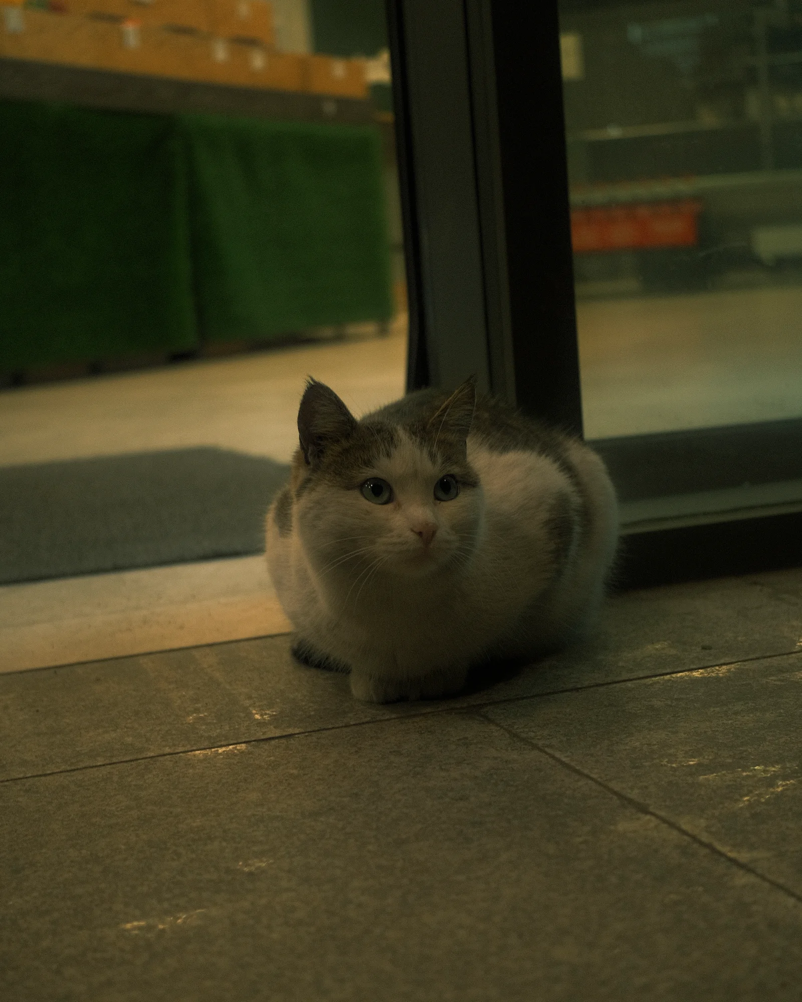 Unknown Street Cats — image3691.jpg