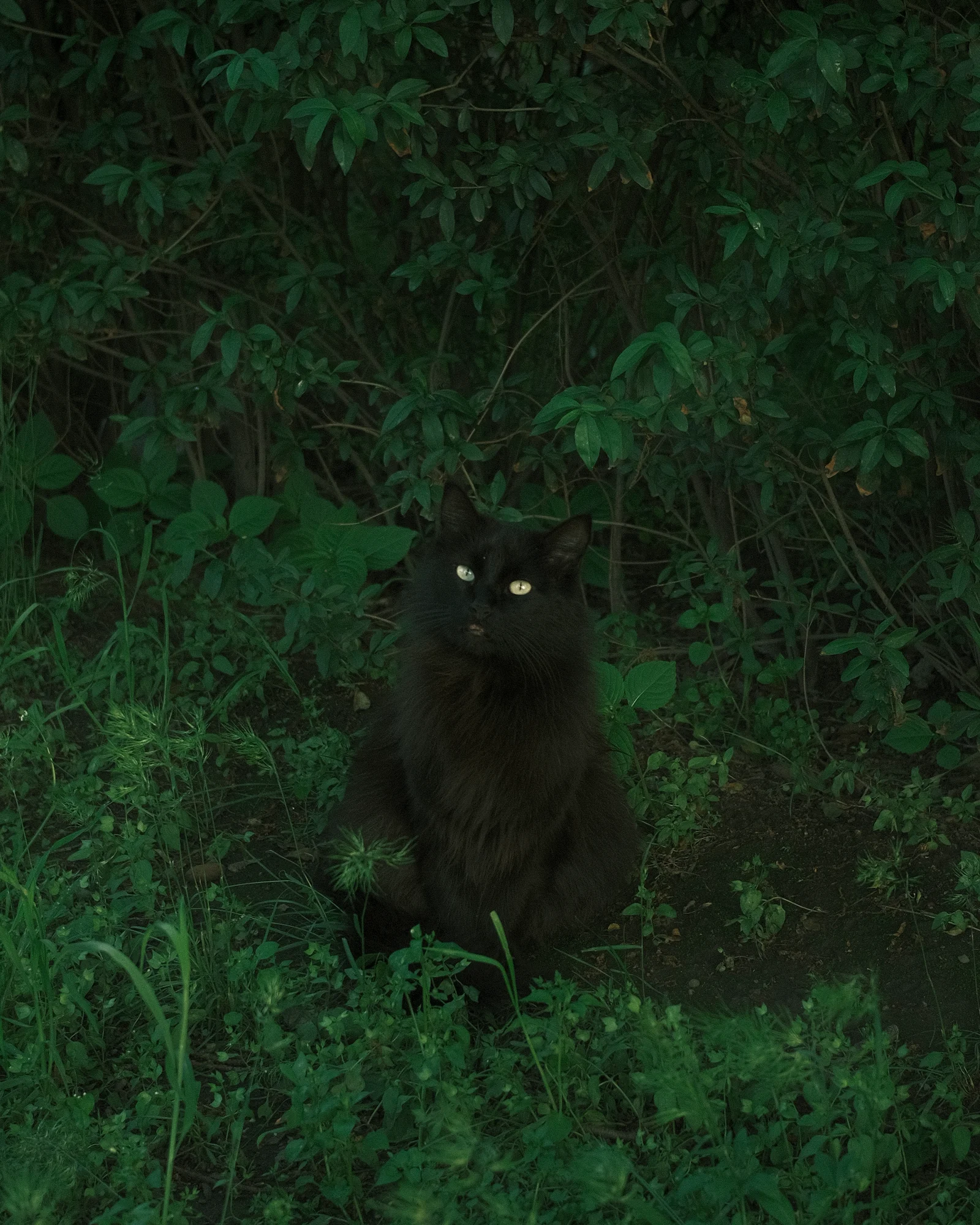 Unknown Street Cats — image3922.jpg