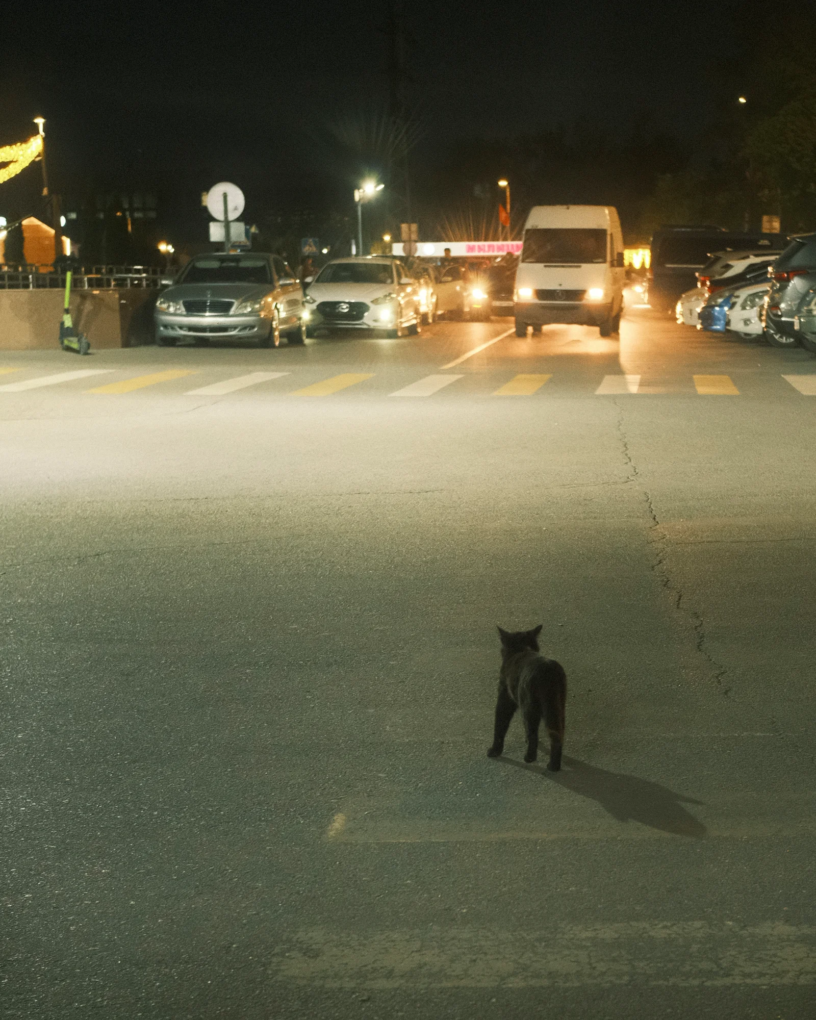 Unknown Street Cats — image3979.jpg