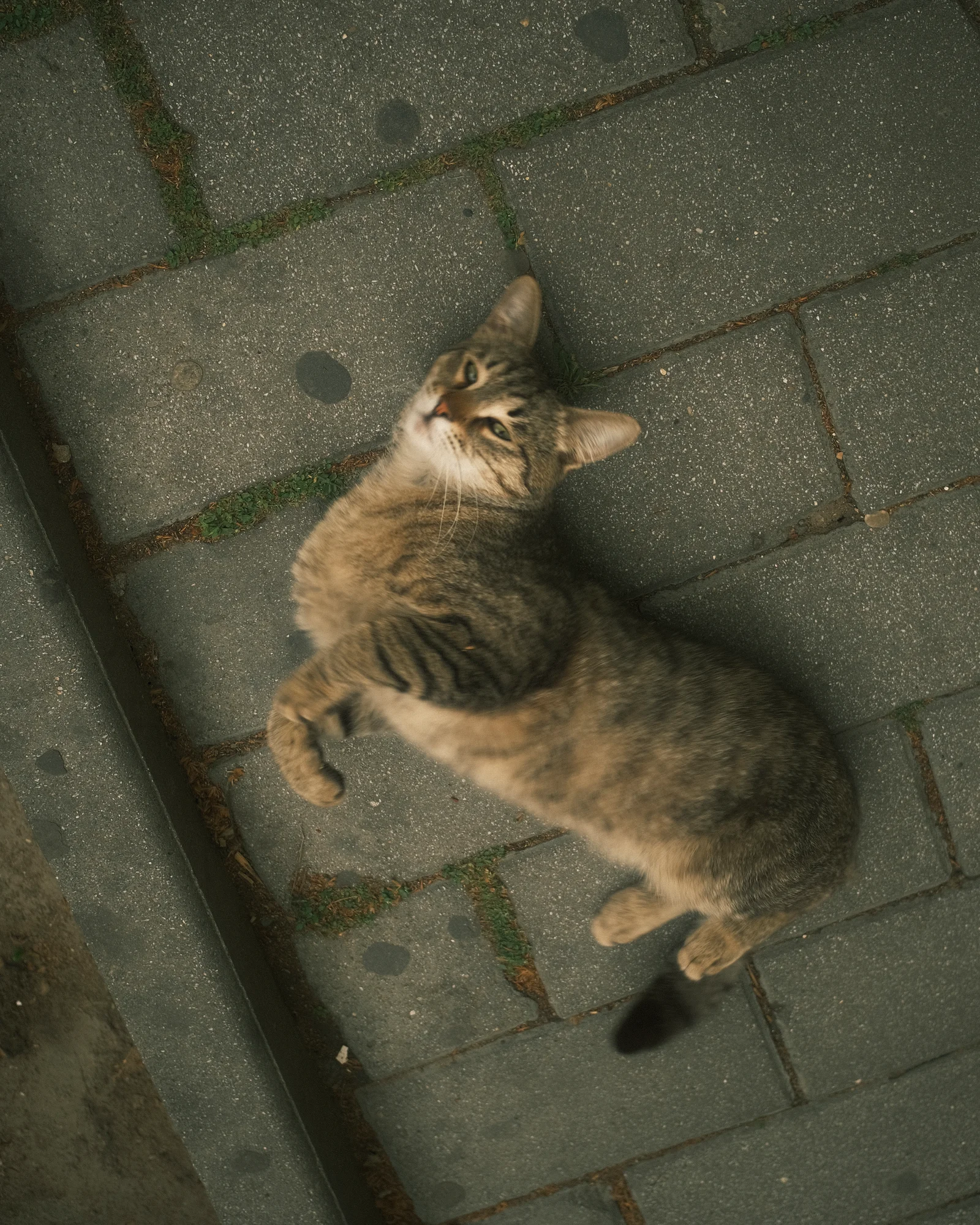 Unknown Street Cats — image4023.jpg