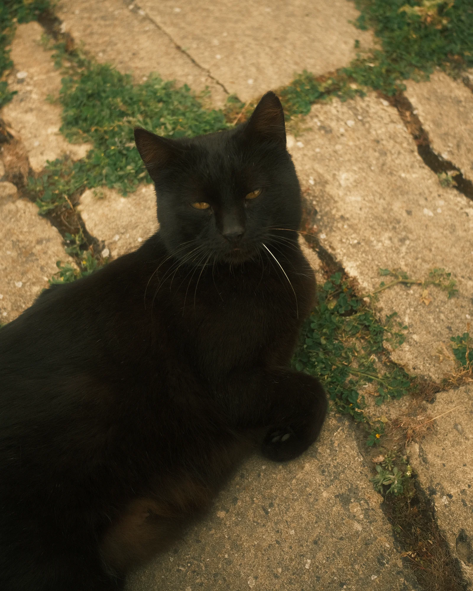 Unknown Street Cats — image4166.jpg