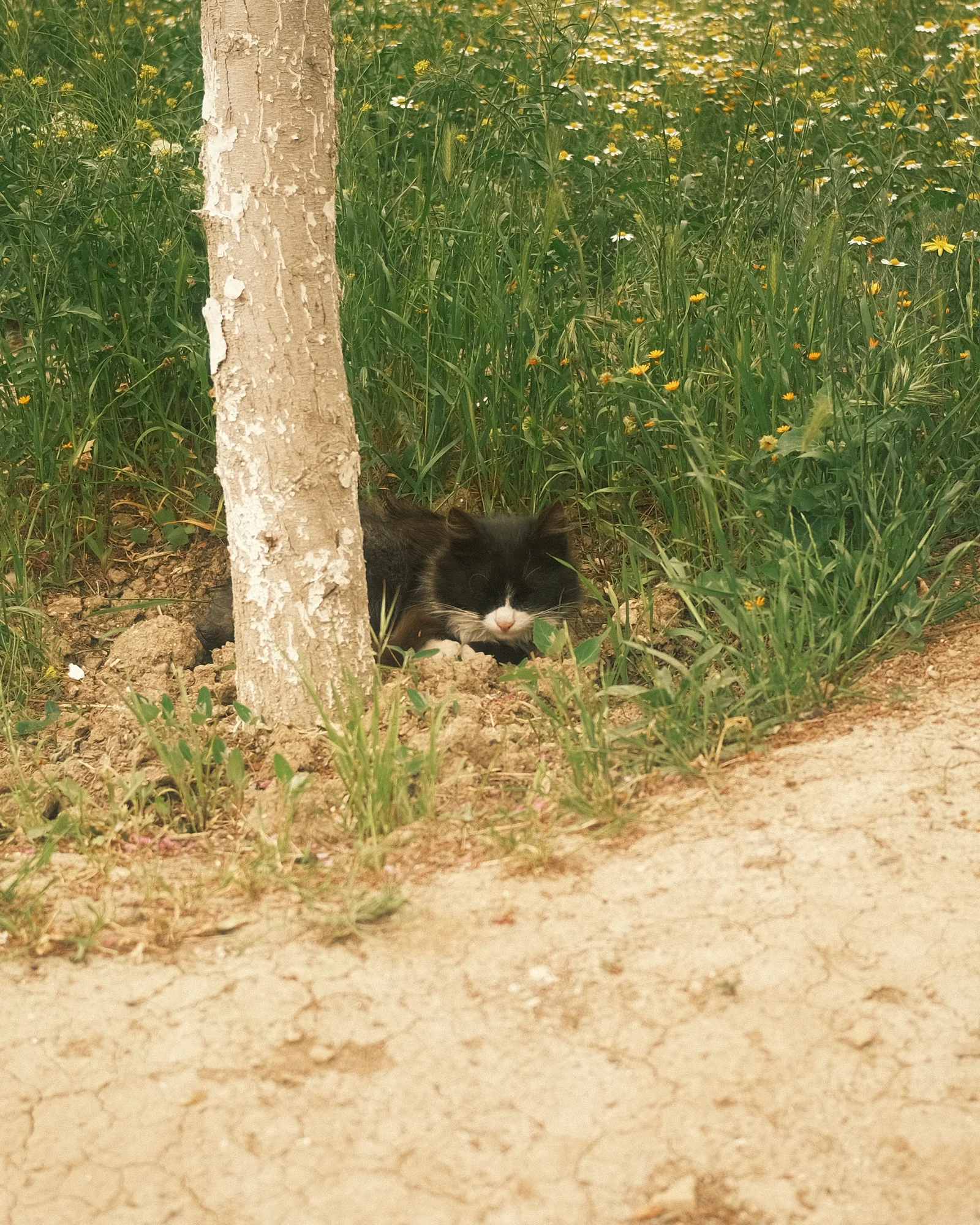 Unknown Street Cats — image4178.jpg