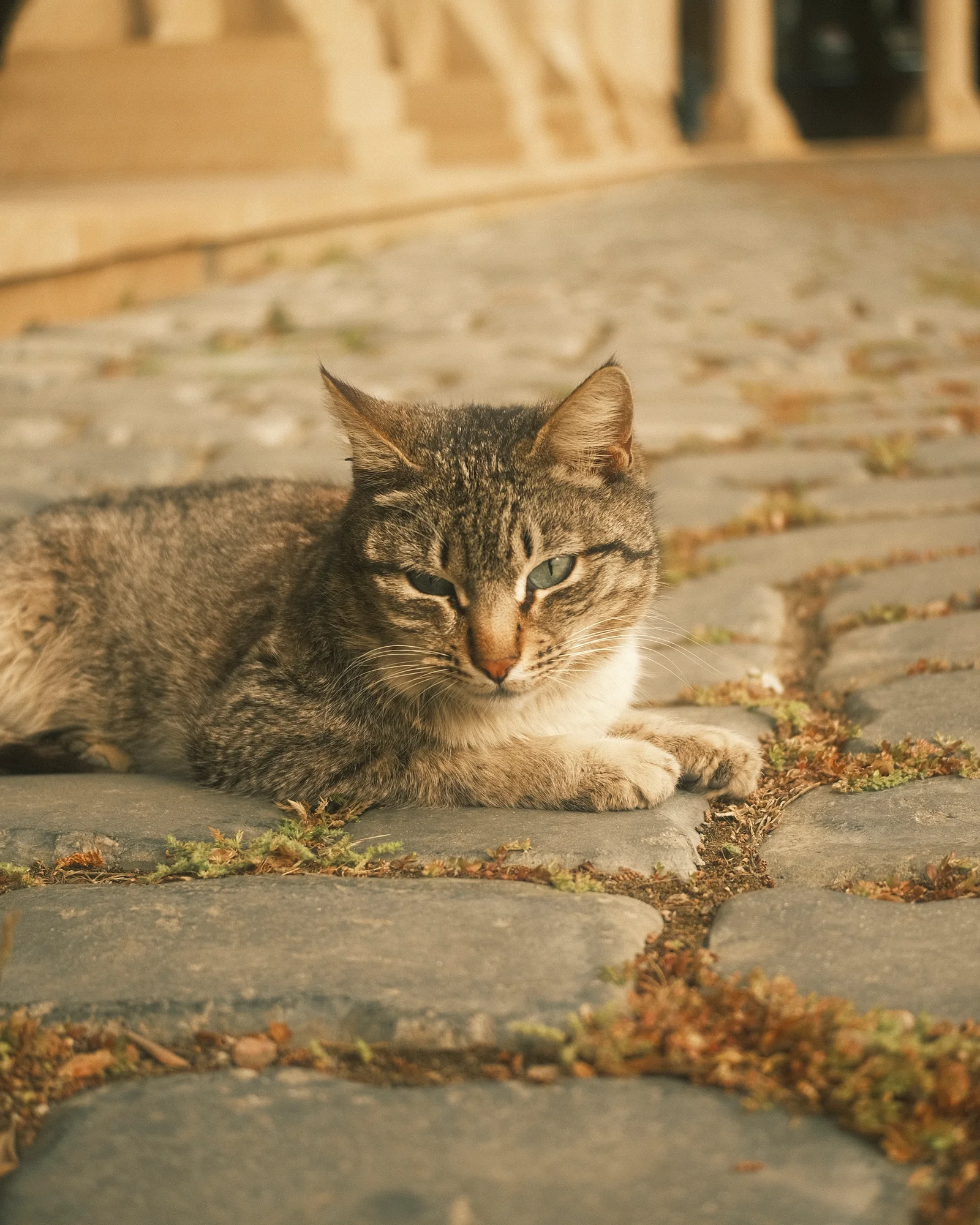 Unknown Street Cats — image4237.jpg
