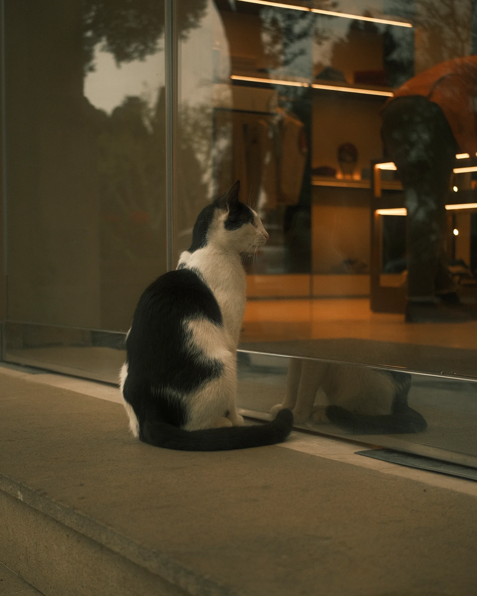Unknown Street Cats — image4248.jpg