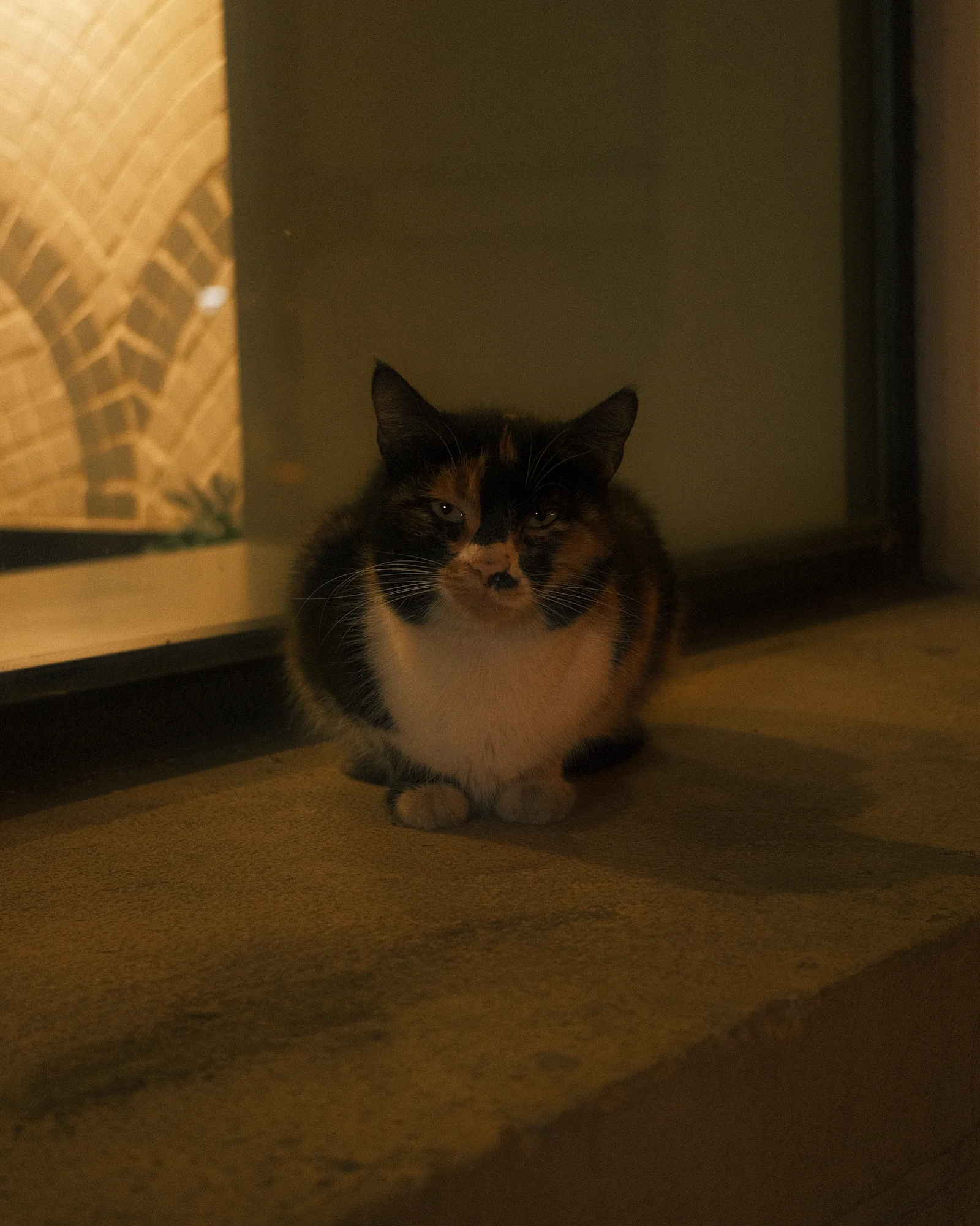 Unknown Street Cats — image4282.jpg