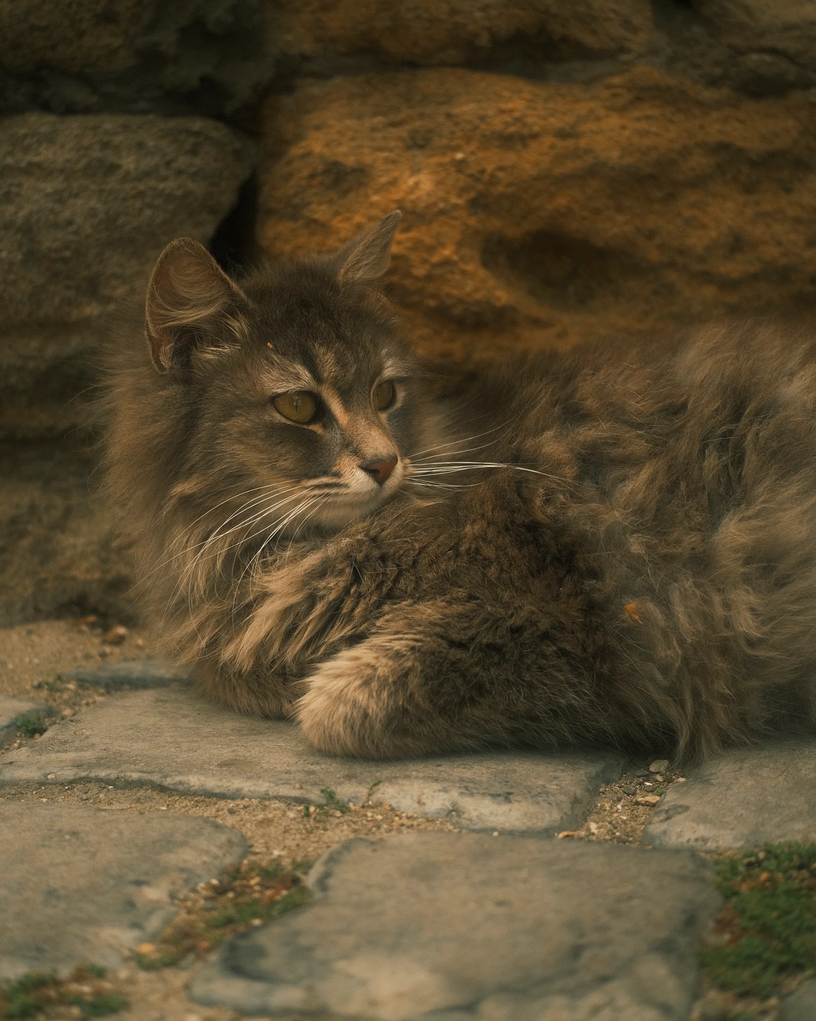 Unknown Street Cats — image4351.jpg