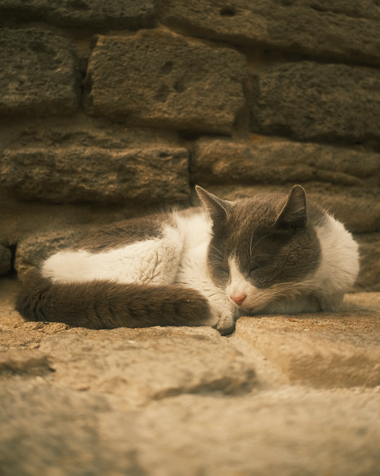 Unknown Street Cats — image4355.jpg