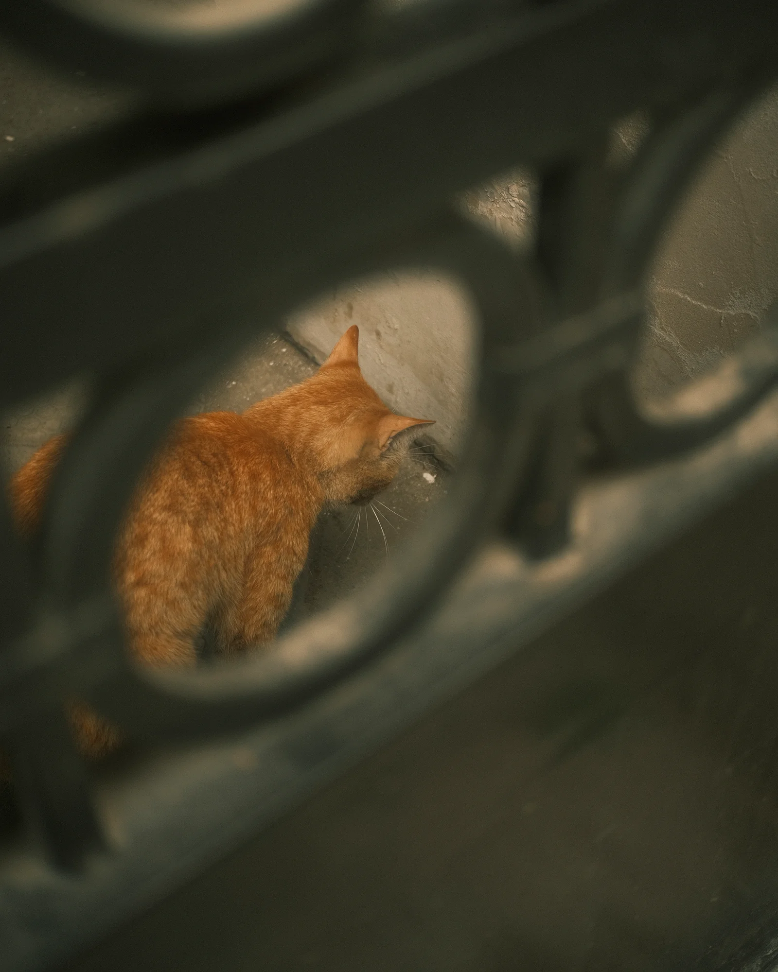 Unknown Street Cats — image4569.jpg