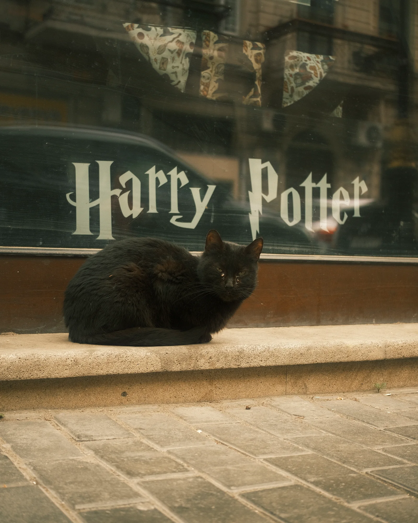 Unknown Street Cats — image4575.jpg