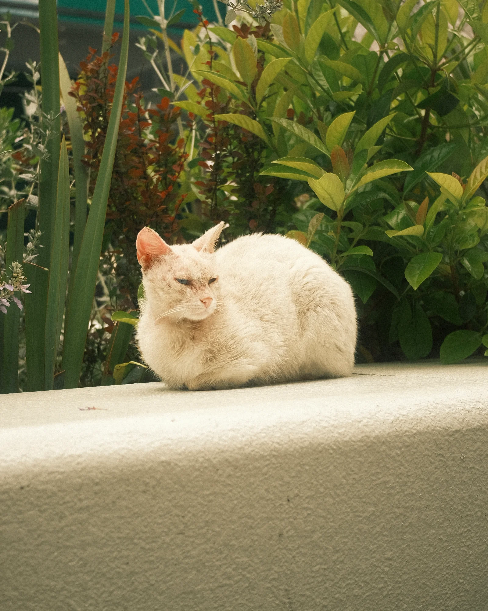 Unknown Street Cats — image4577.jpg