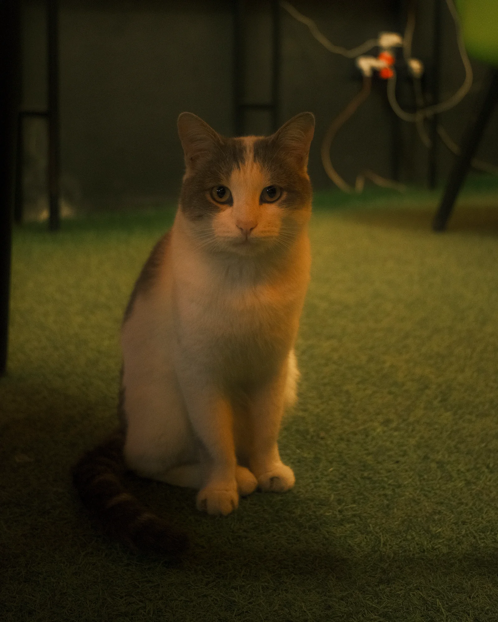 Unknown Street Cats — image4585.jpg