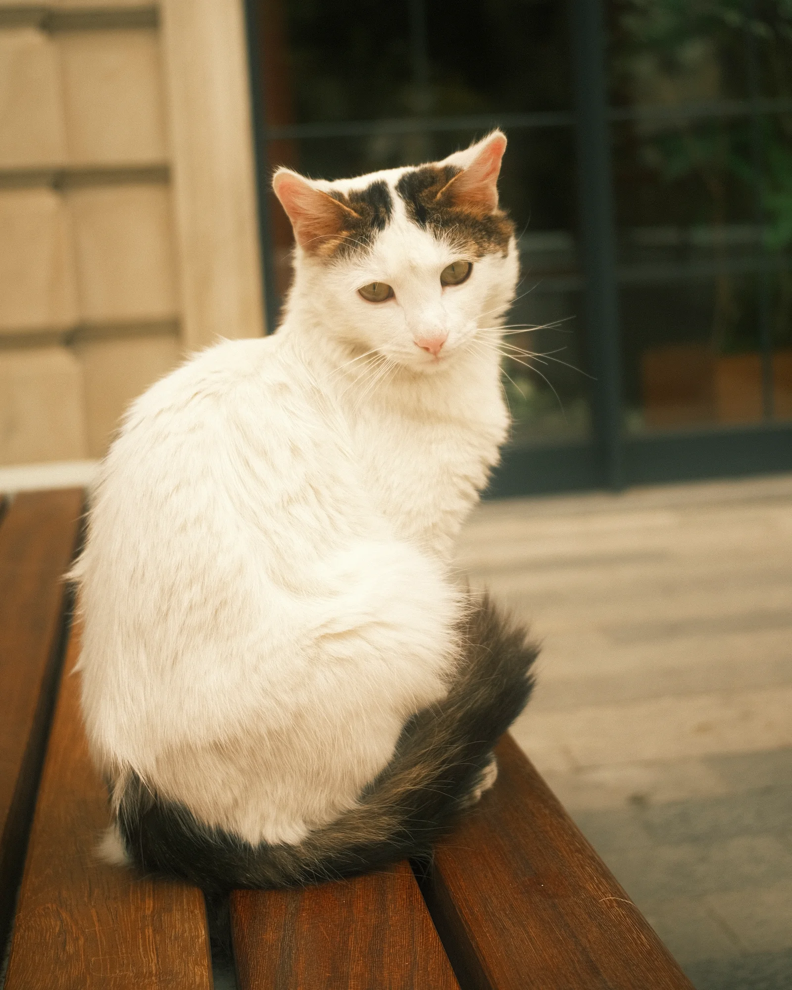 Unknown Street Cats — image4594.jpg