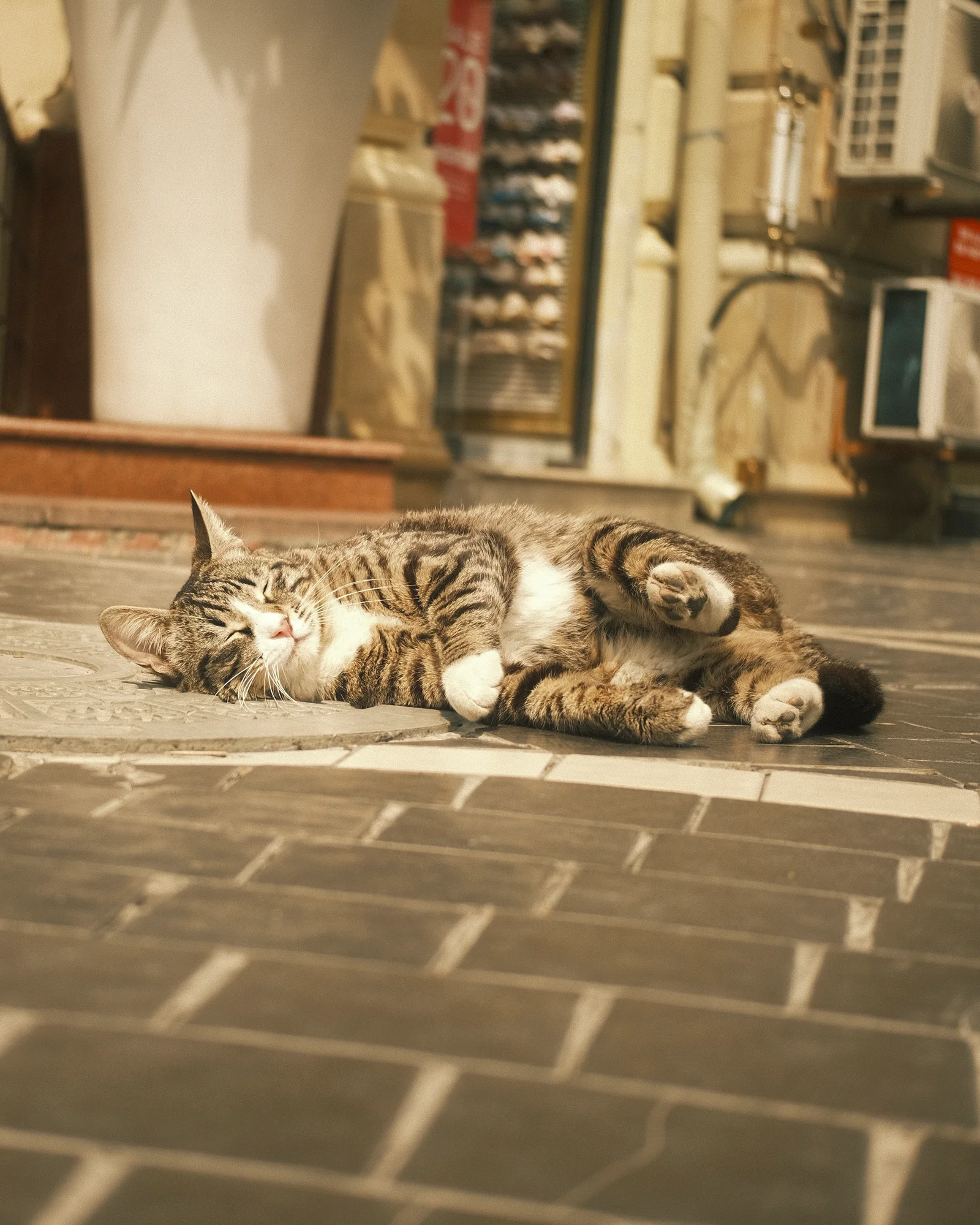 Unknown Street Cats — image4601.jpg