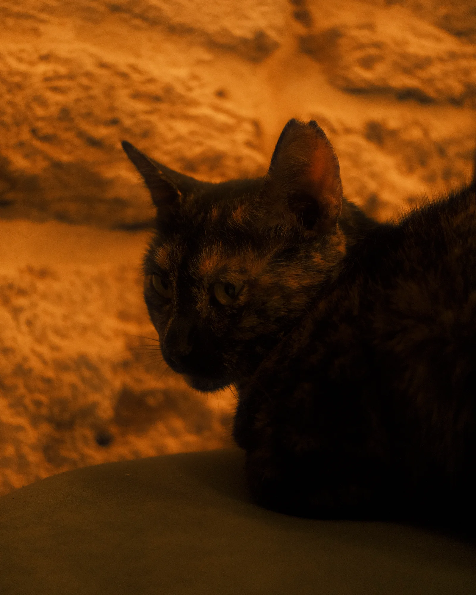 Unknown Street Cats — image4650.jpg