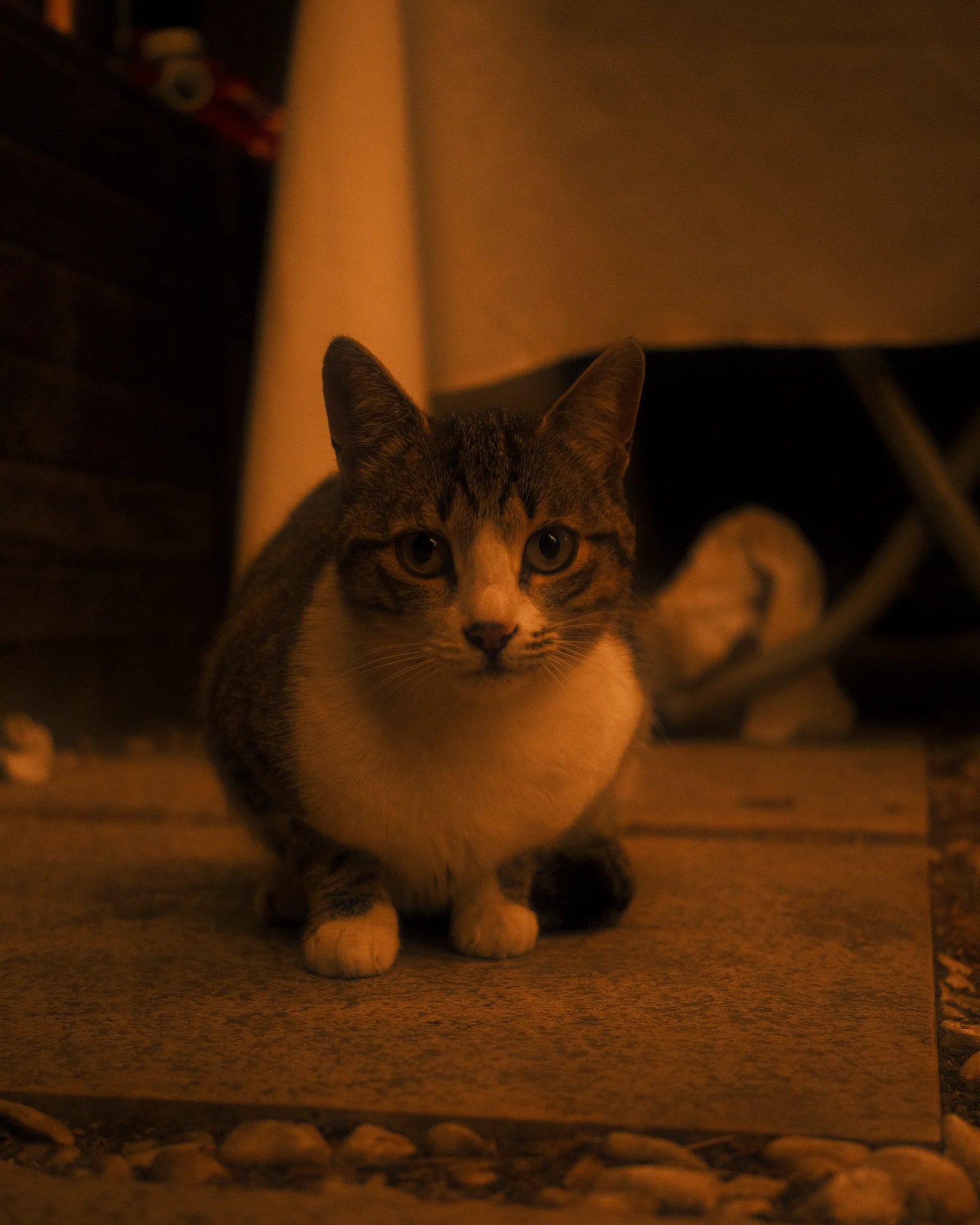 Unknown Street Cats — image4722.jpg