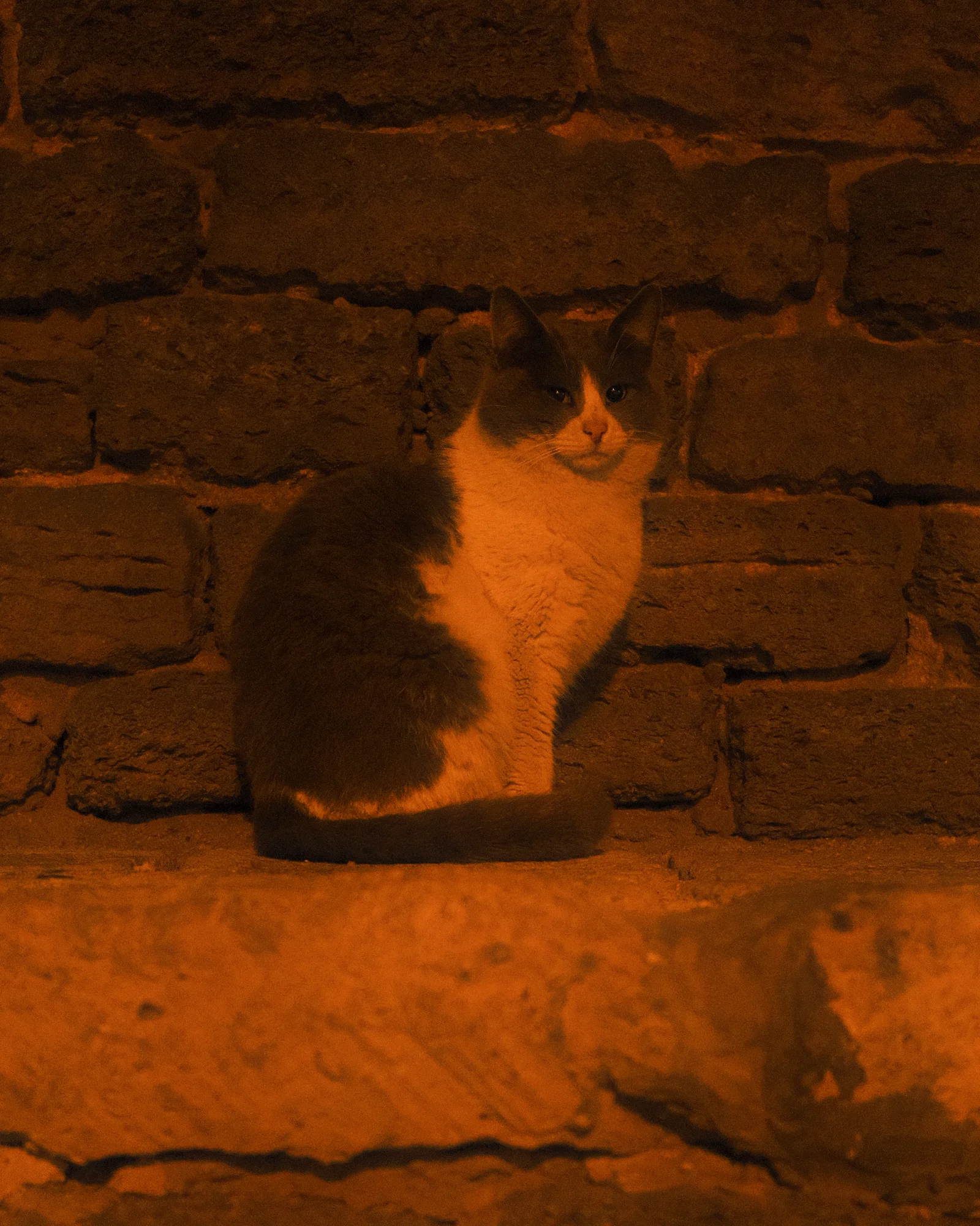 Unknown Street Cats — image4763.jpg