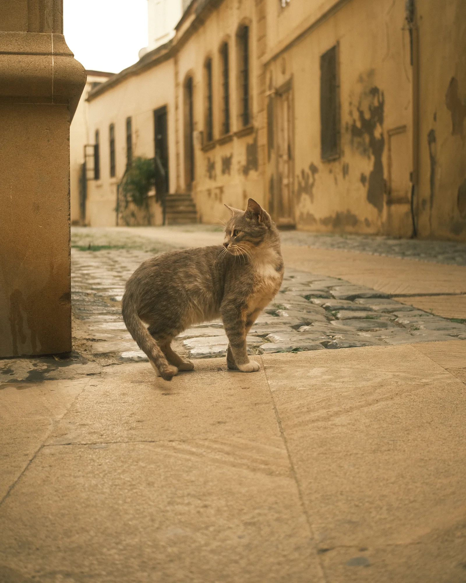 Unknown Street Cats — image4787.jpg