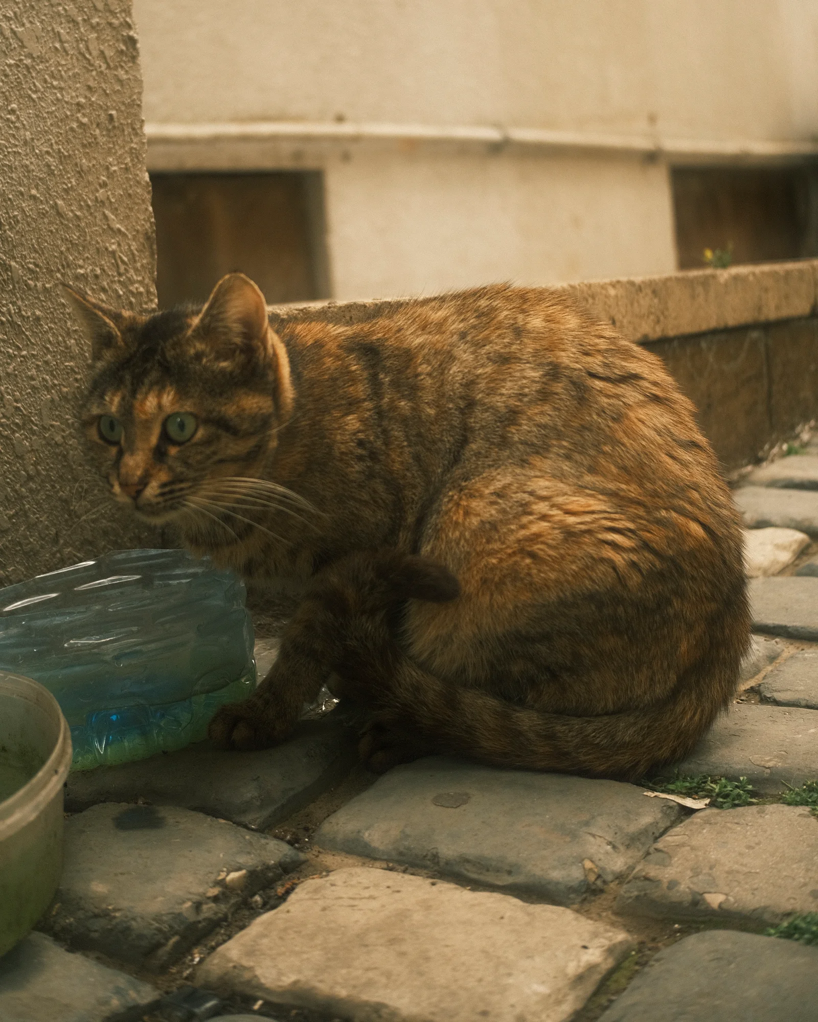 Unknown Street Cats — image4794.jpg
