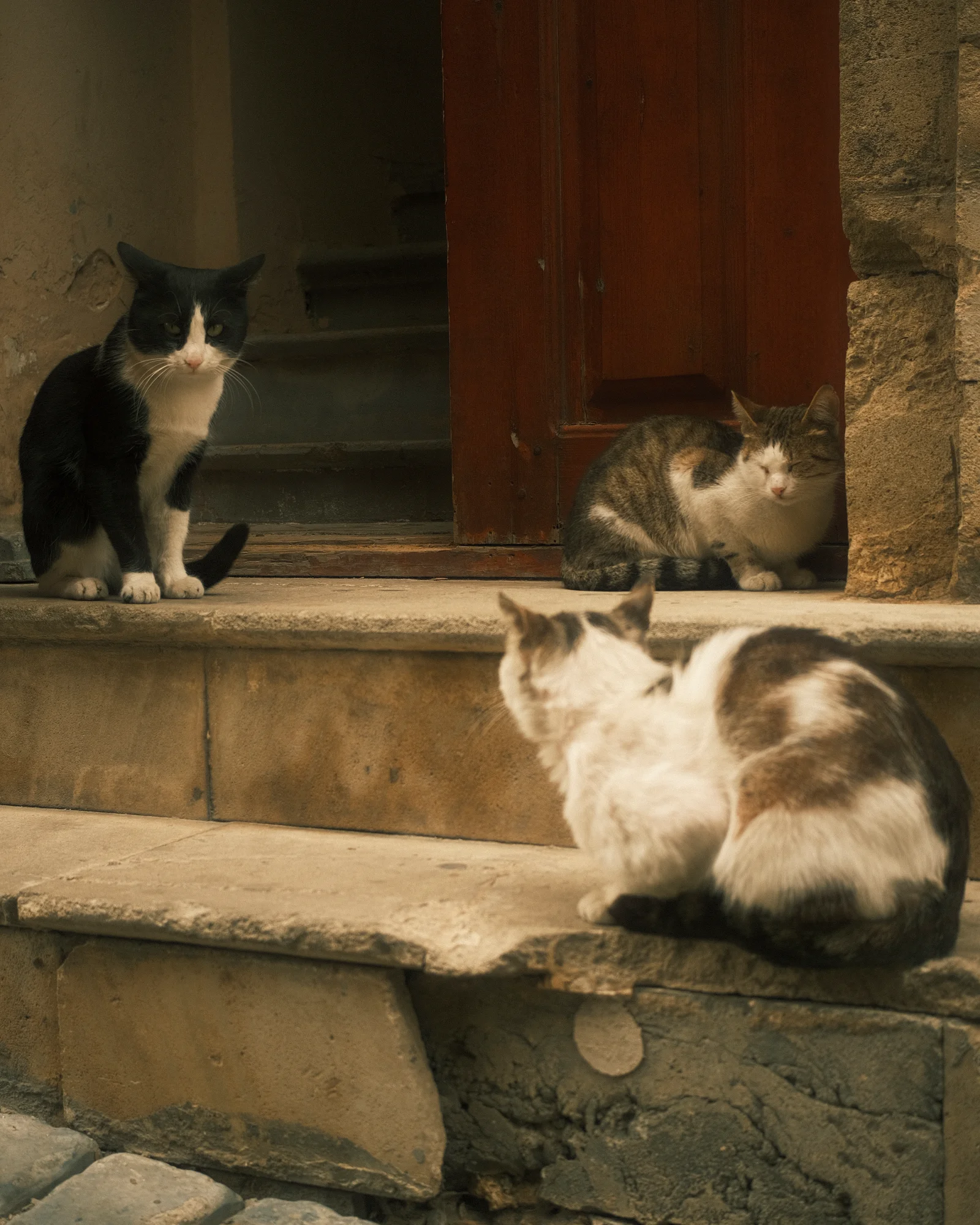 Unknown Street Cats — image4802.jpg
