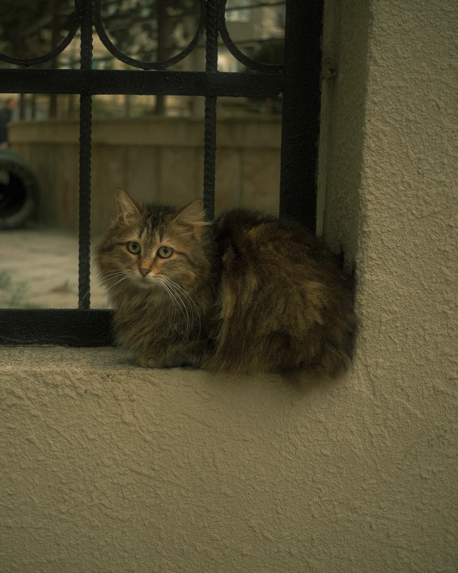 Unknown Street Cats — image4828.jpg