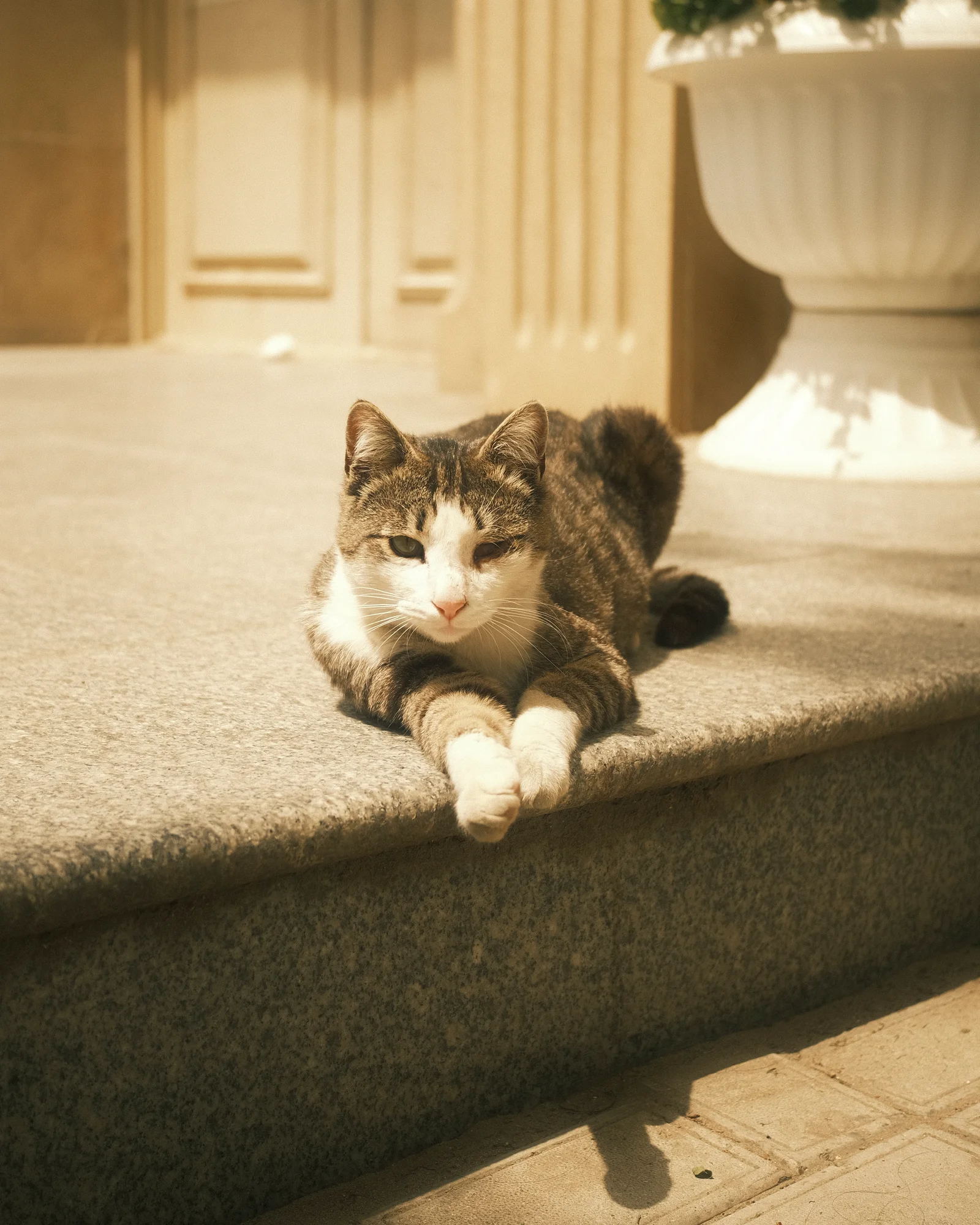 Unknown Street Cats — image4871.jpg