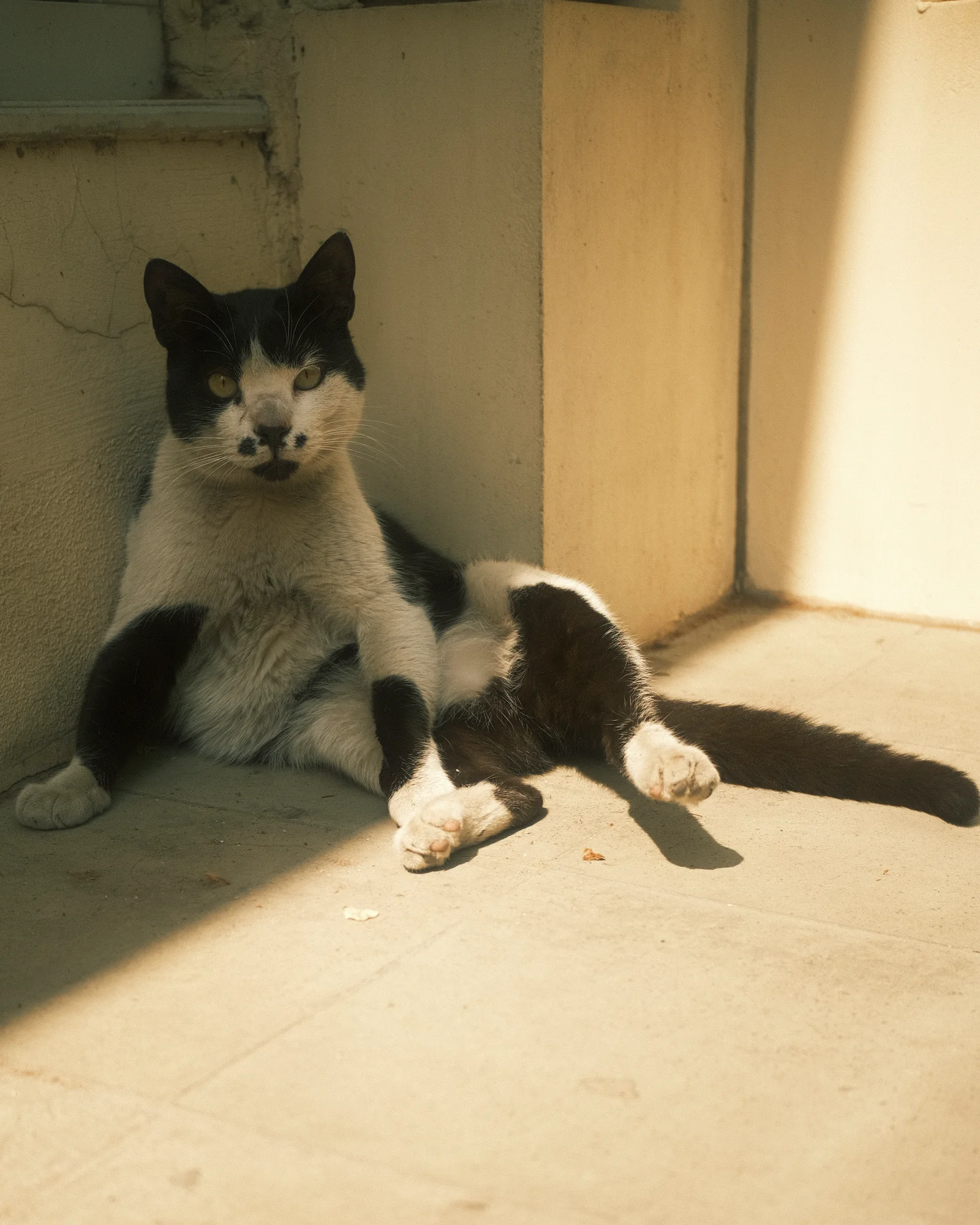 Unknown Street Cats — image4876.jpg