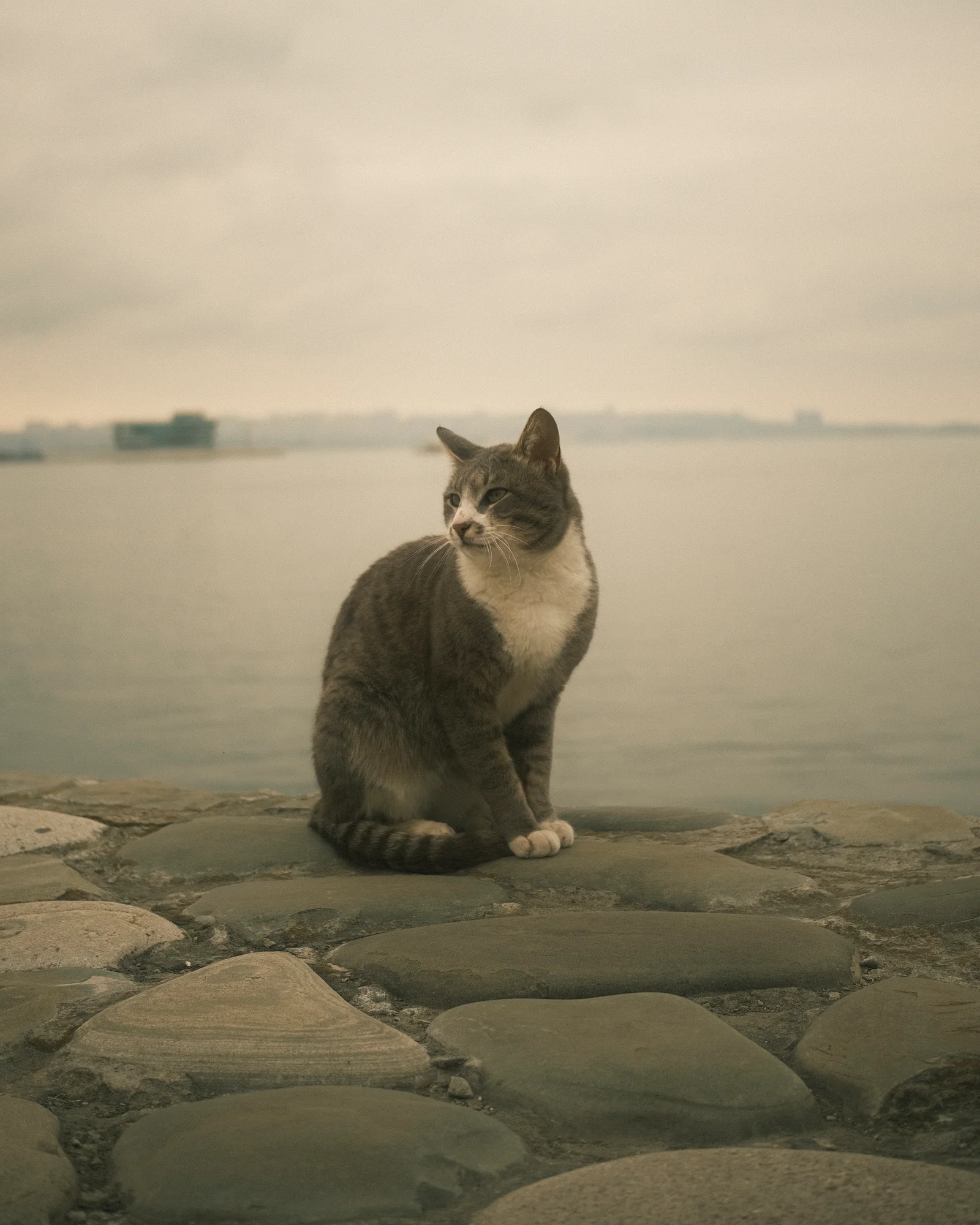 Unknown Street Cats — image4904.jpg